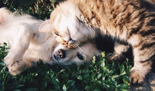 動物