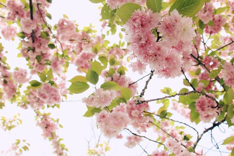 お花